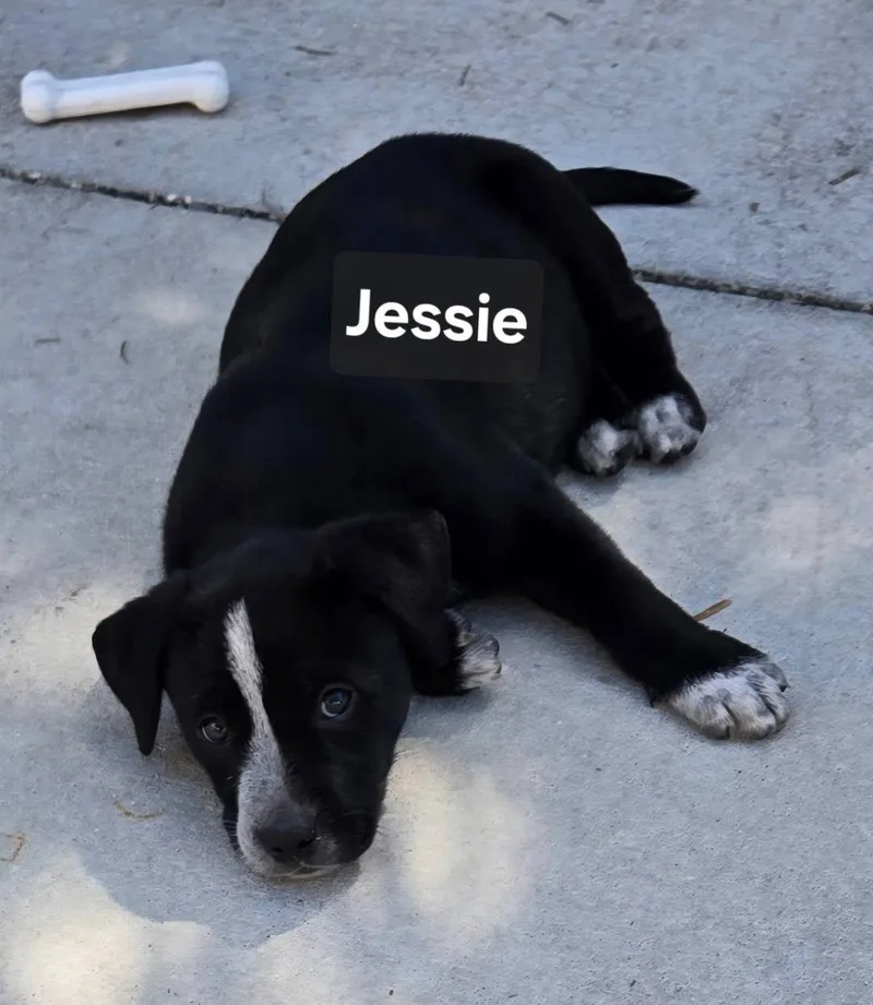 Jessie thumbnail 3