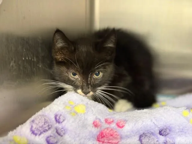 A baby small-sized male Domestic Short Hair cat named Braille for adoption in Fairfield, CA