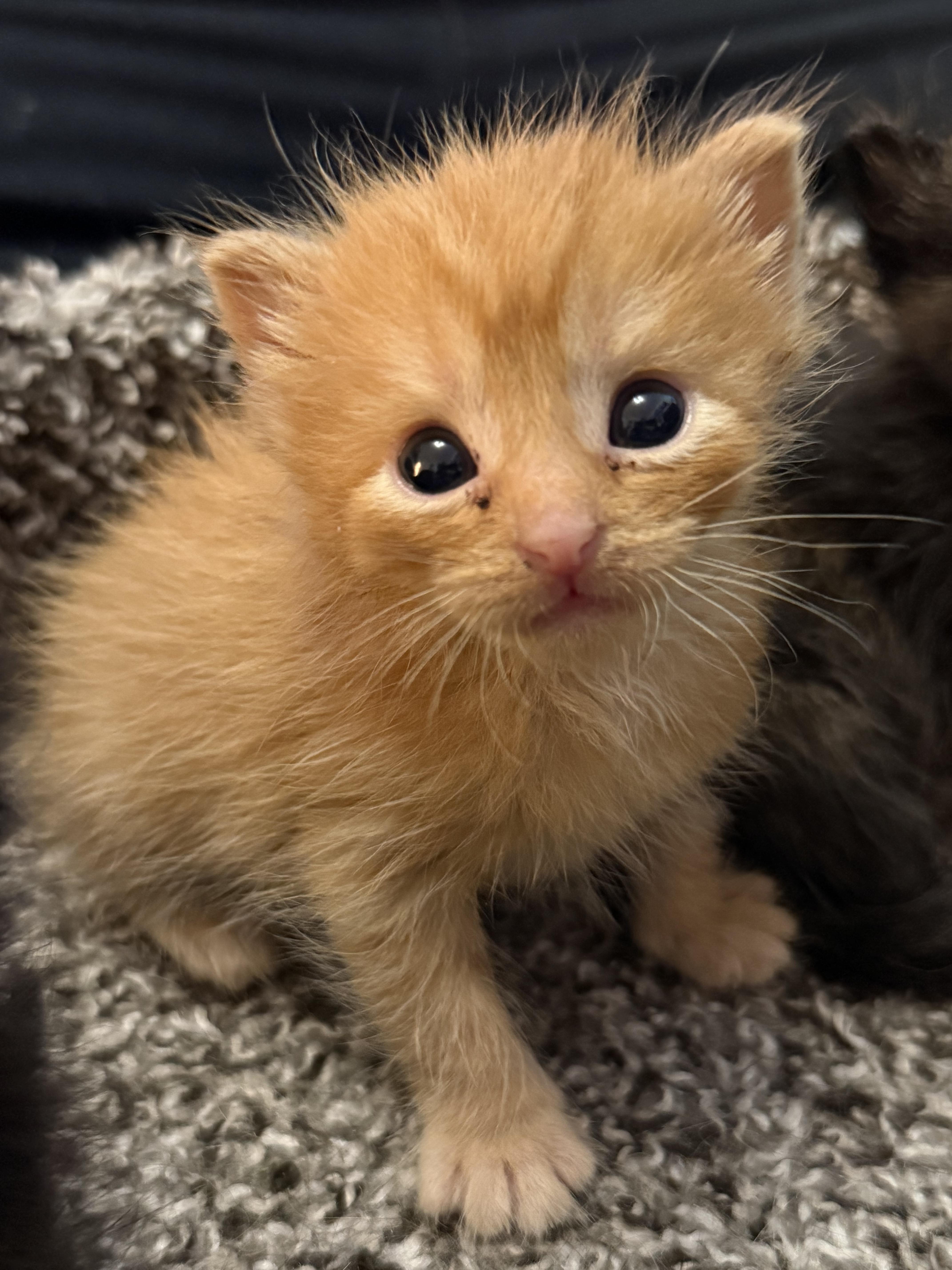 A baby medium-sized male Tabby (Orange / Red) Domestic Short Hair cat named Messi for adoption in Fruit Heights, UT