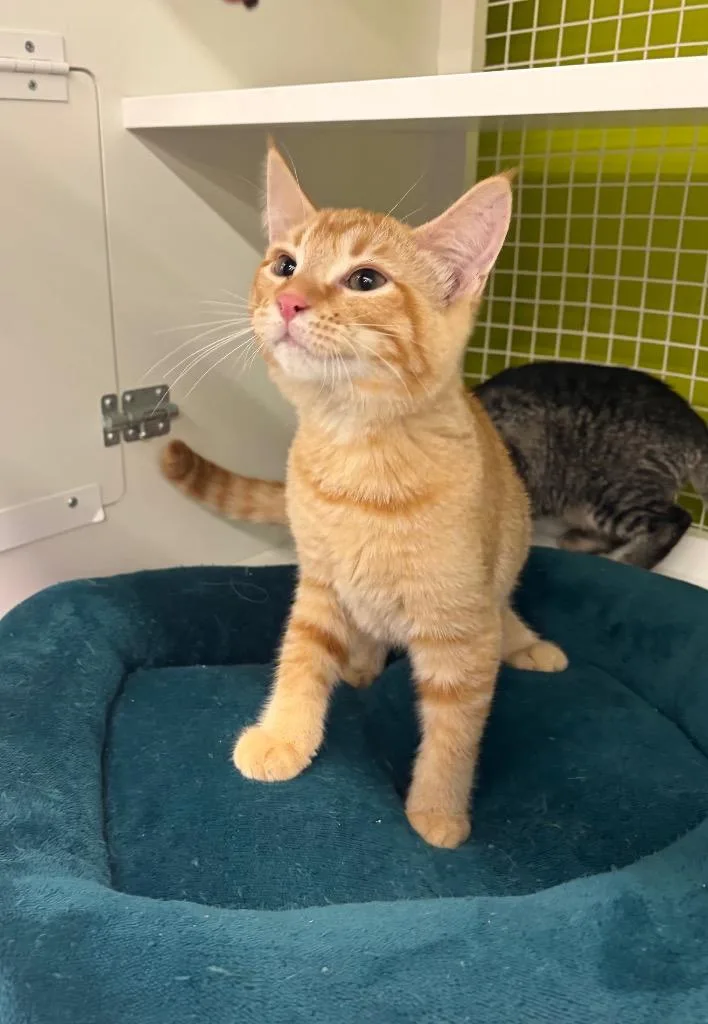 A baby medium-sized male Domestic Short Hair cat named Thomcord for adoption in Fort Lupton, CO