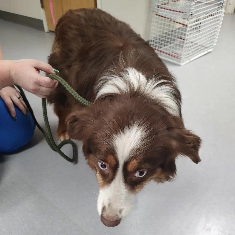 Red aka Scout
