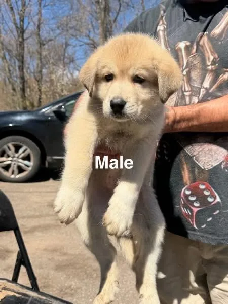 A baby large-sized male Apricot / Beige Husky dog named Benny for adoption in Mora, MN