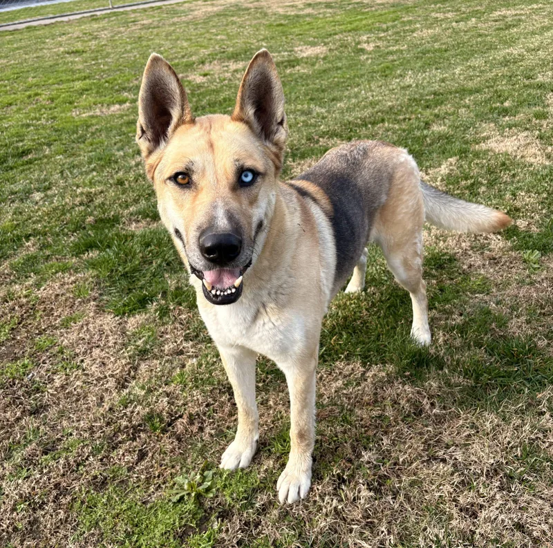 Maverick thumbnail 4