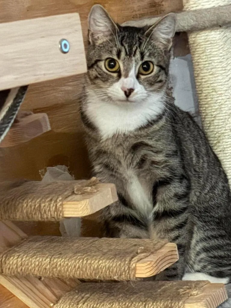 A baby small-sized female Domestic Short Hair cat named Darling for adoption in Gorham, ME