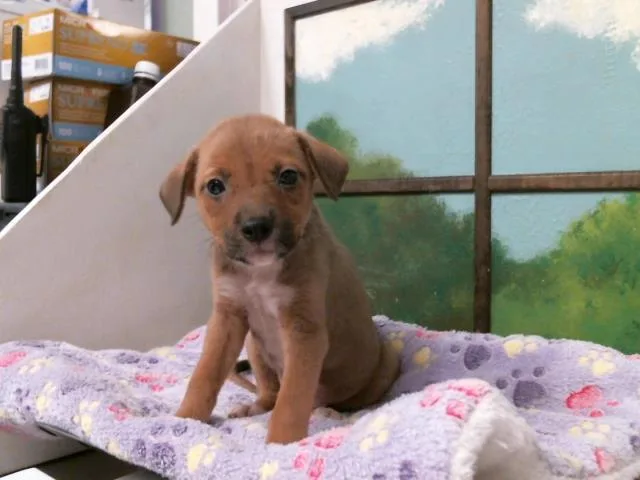 A baby small-sized female Staffordshire Bull Terrier dog named Trixie for adoption in Houston, TX