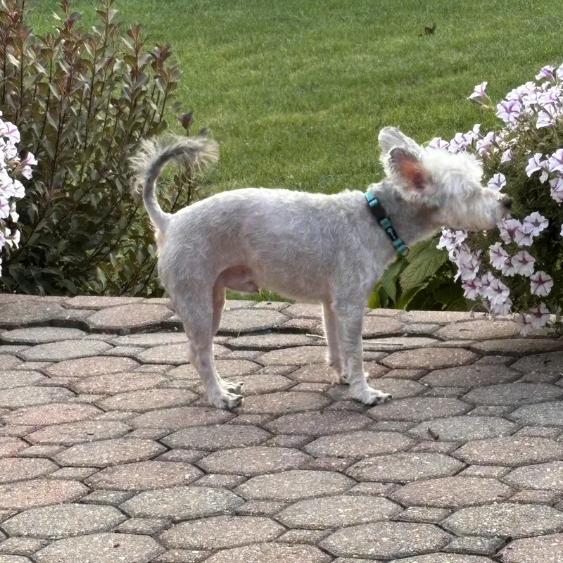 An adult small-sized male Gray / Blue / Silver West Highland White Terrier / Westie dog named Gizmo for adoption in Columbus, IN