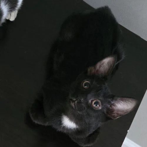 A baby small-sized female White Domestic Short Hair cat named $. for adoption in Knoxville, TN