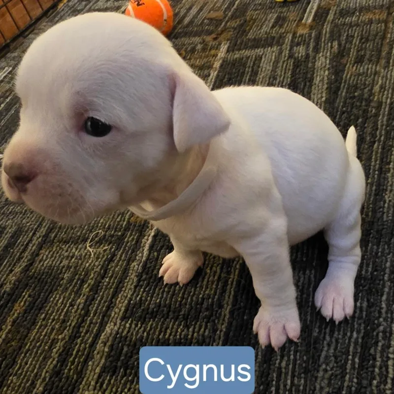 Cygnus Stardust  Local