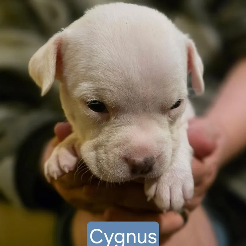 Cygnus Stardust  Local thumbnail 2