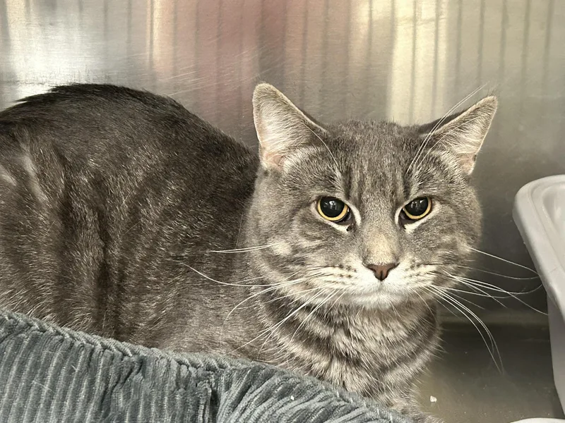 An adult large-sized male Tabby (Gray / Blue / Silver) Domestic Short Hair cat named Neo for adoption in Sudbury, MA