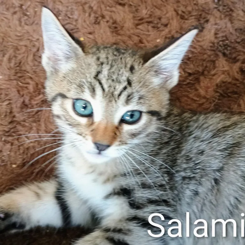 A baby small-sized male Gray / Blue / Silver Domestic Short Hair cat named Salami for adoption in Wappingers Falls, NY
