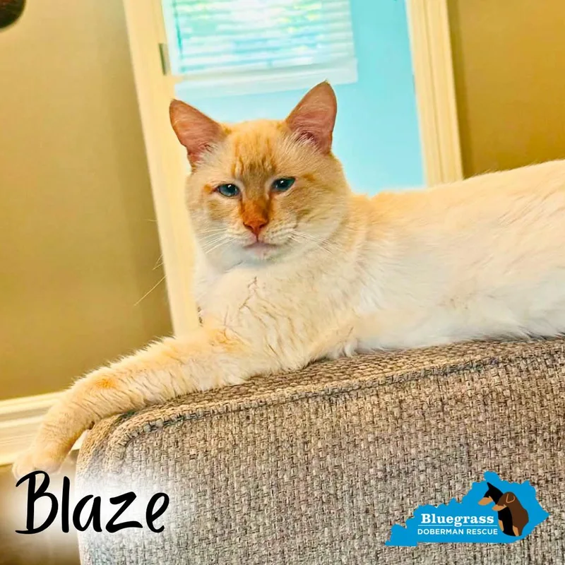 Blaze