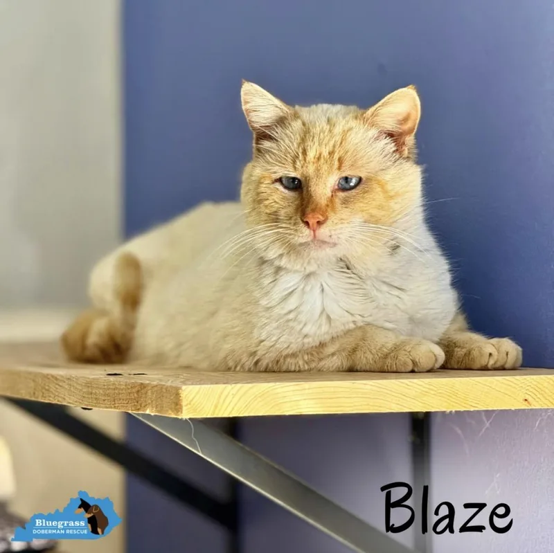 Blaze thumbnail 2