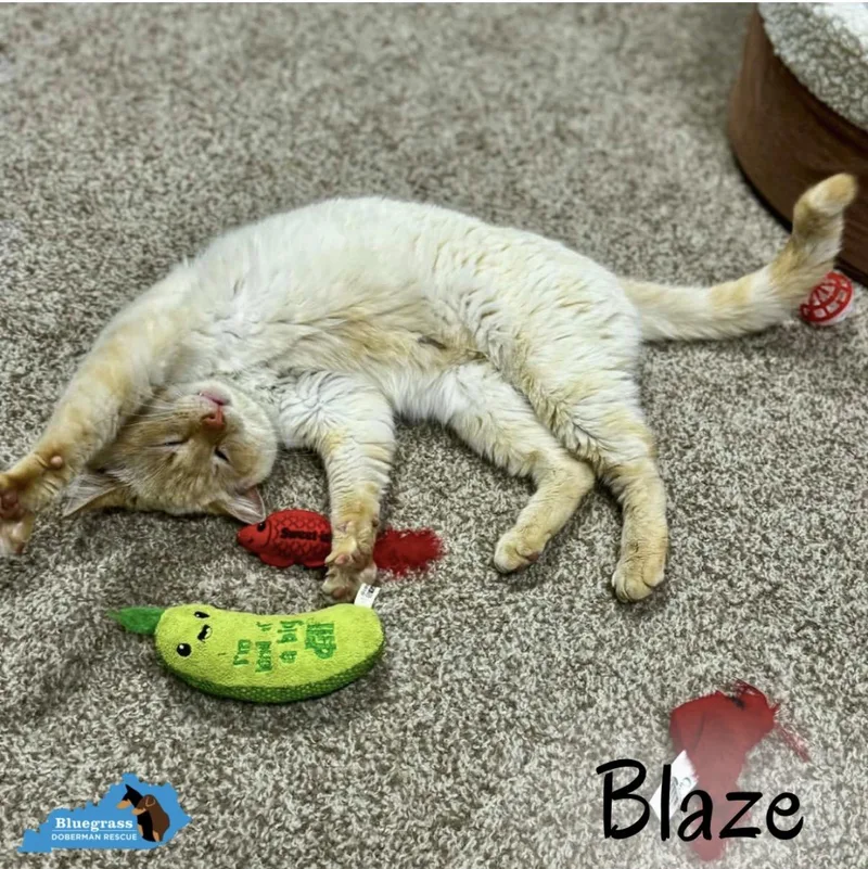 Blaze thumbnail 3