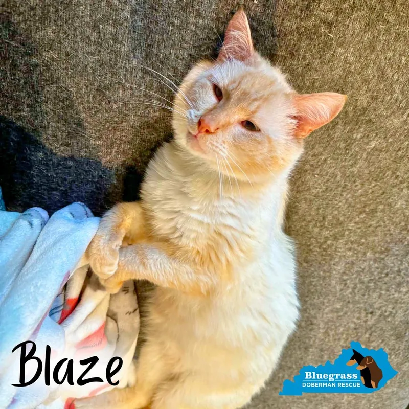 Blaze thumbnail 4