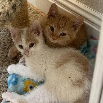 A baby medium-sized female Domestic Short Hair cat named Tuckaseegee for adoption in Candler, NC