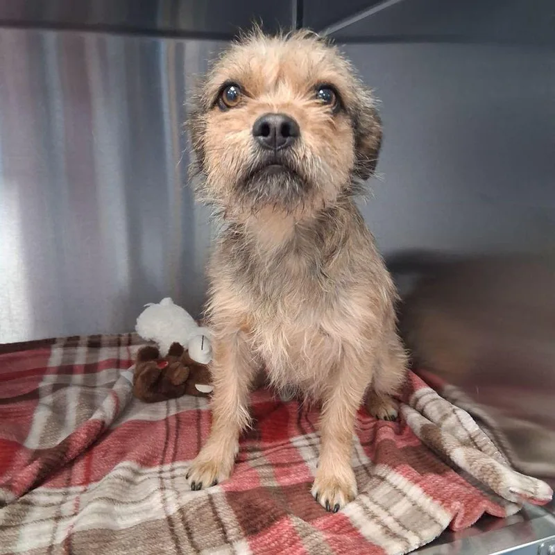 An adult medium-sized male Brown / Chocolate Terrier dog named Javy for adoption in Kingman, AZ