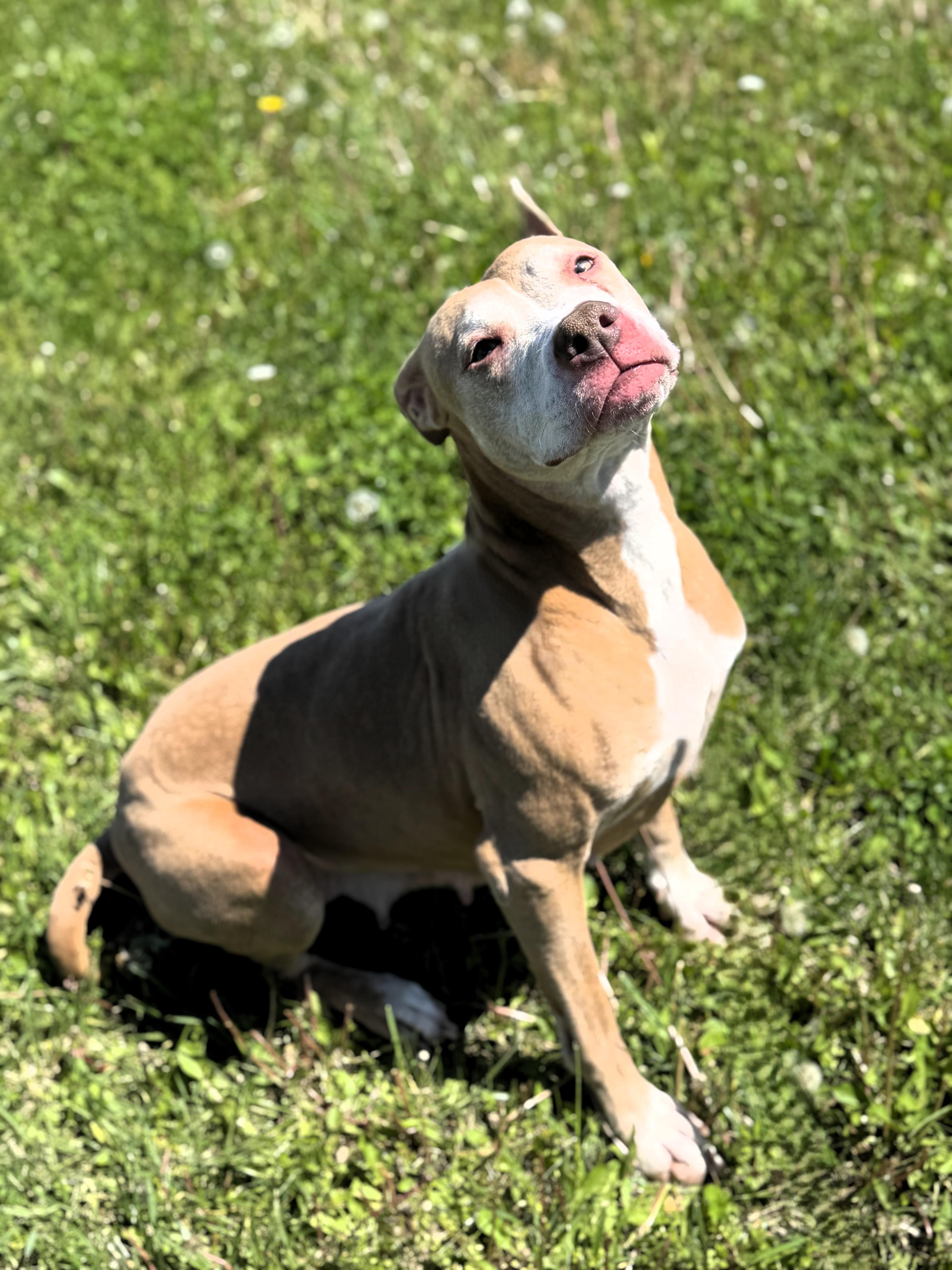 Harleigh thumbnail 2