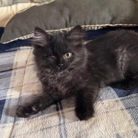 Winky