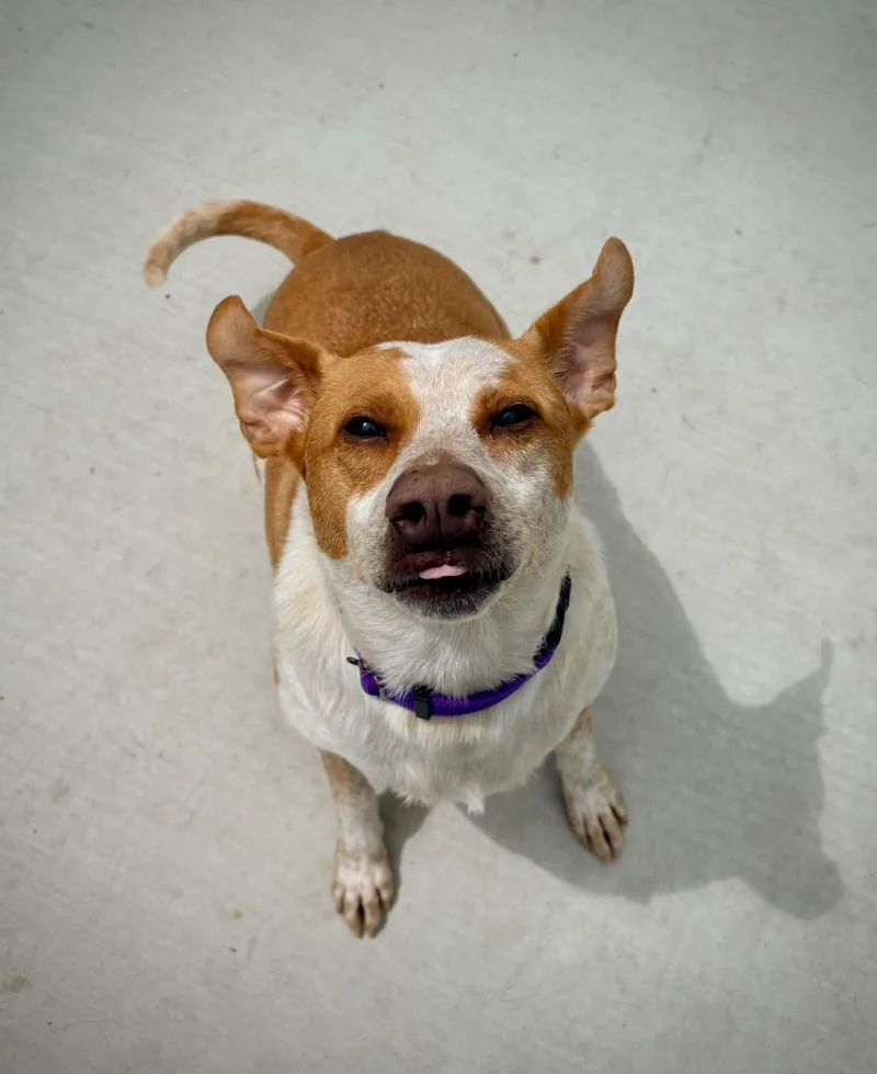 An adult medium-sized male Red / Chestnut / Orange Australian Cattle Dog / Blue Heeler dog named Comet for adoption in Kalamazoo, MI