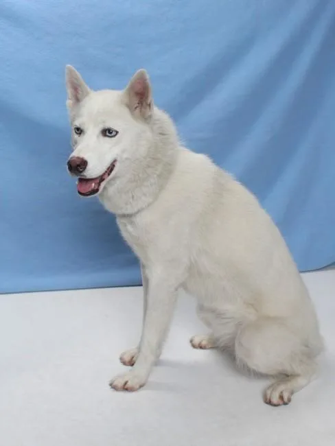 An adult medium-sized female Husky dog named A for adoption in Burbank, CA