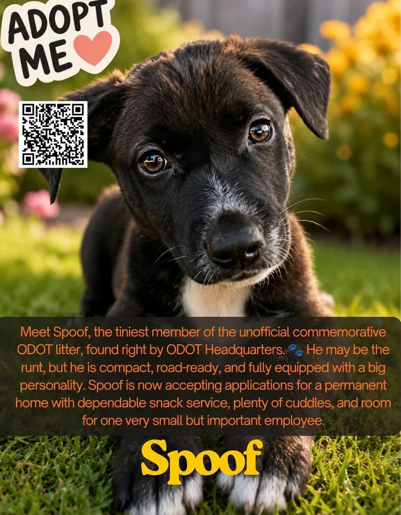 A baby medium-sized male Belgian Shepherd / Malinois dog named Spoof for adoption in Oklahoma City, OK