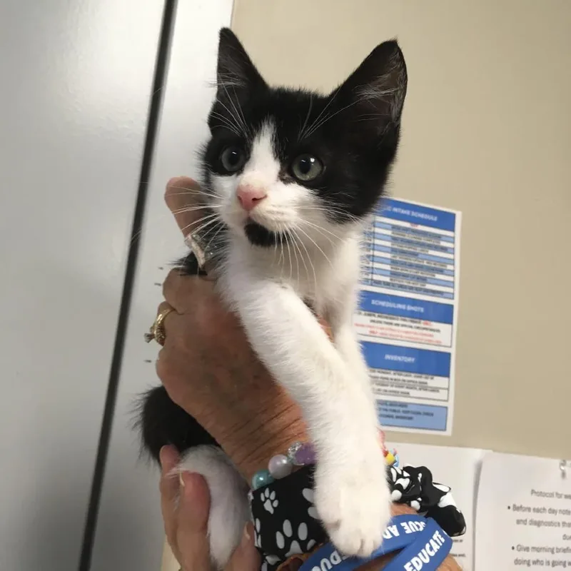 Oreo