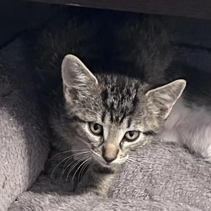 A baby small-sized male Buff / Tan / Fawn Domestic Short Hair cat named Little Cesar for adoption in Wichita, KS
