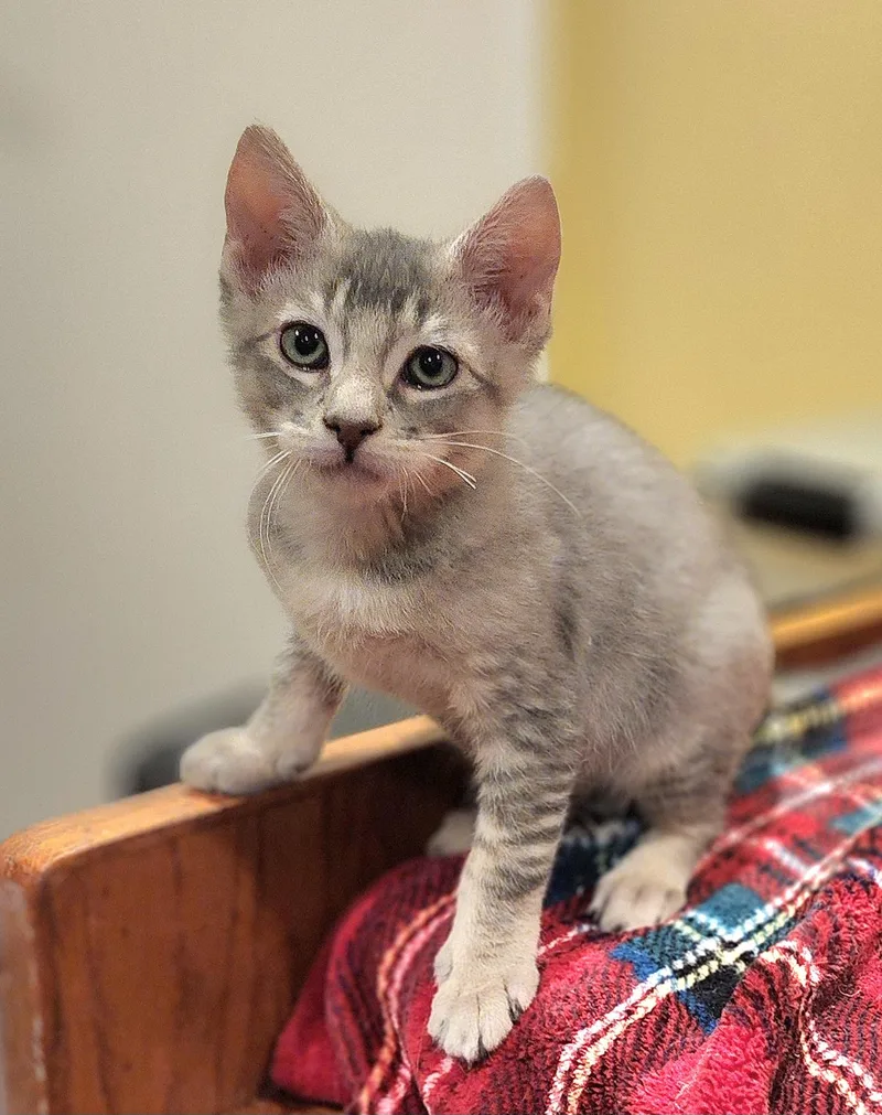 A baby medium-sized male Tabby (Gray / Blue / Silver) Domestic Short Hair cat named Monty for adoption in Irvine, CA