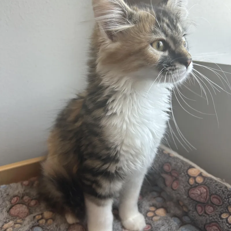 A baby medium-sized female American Shorthair cat named Jessie for adoption in Seward, NE