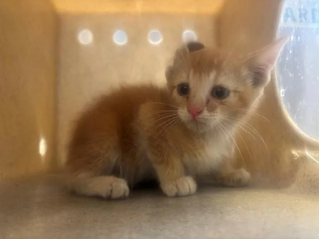 A baby medium-sized male Domestic Short Hair cat named Nathaniel for adoption in Lancaster, CA
