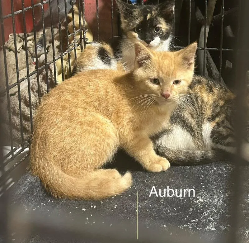 A baby medium-sized male Domestic Short Hair cat named Auburn for adoption in Cloquet, MN