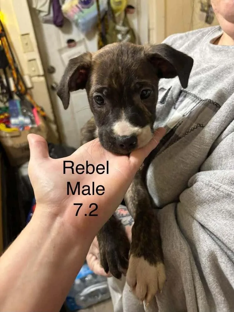 A baby medium-sized male Boxer dog named Johnson Rs : Rebel for adoption in Aurora, IN