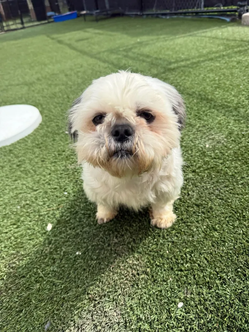 An adult small-sized male Shih Tzu dog named Mochi for adoption in Groton, CT