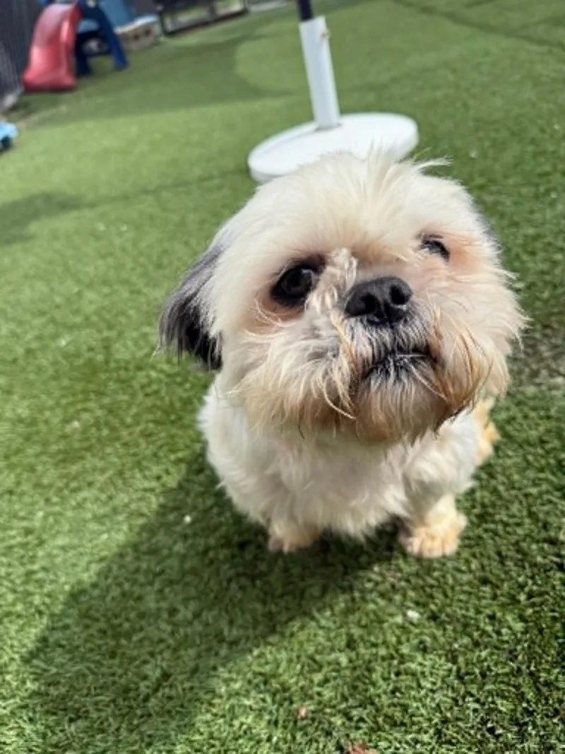 Mochi thumbnail 2