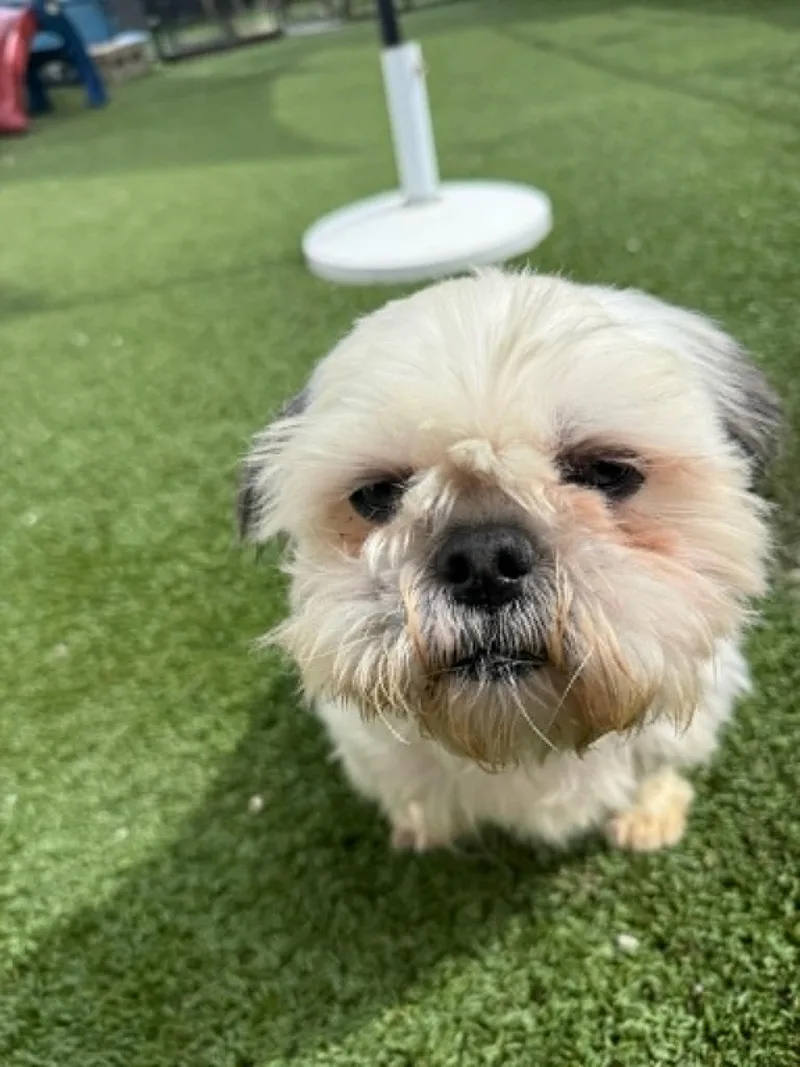 Mochi thumbnail 3