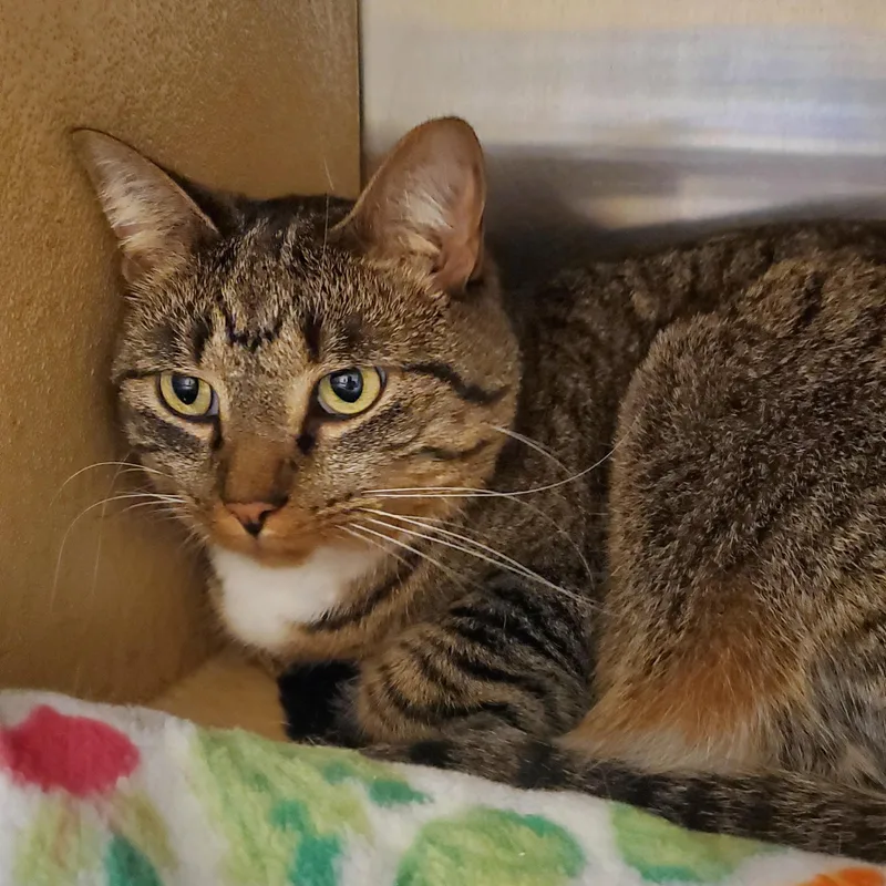 An adult medium-sized female Tabby (Buff / Tan / Fawn) Tabby cat named Bootsie for adoption in Muncie, IN