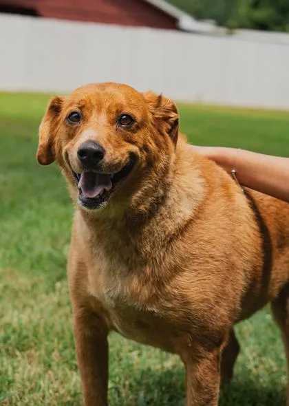 A senior large-sized male Labrador Retriever dog named Frito for adoption in Paducah, KY