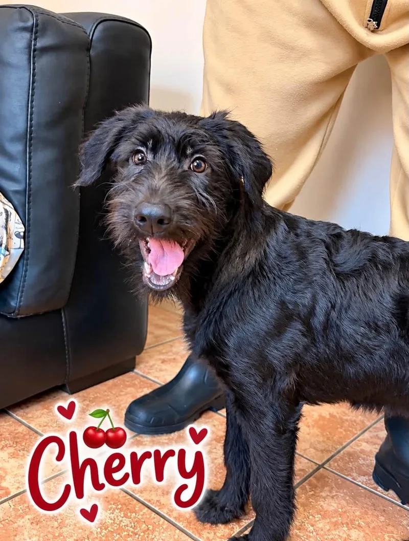 A young large-sized female Black Portuguese Water Dog dog named Cherry for adoption in Rock Hill, NY