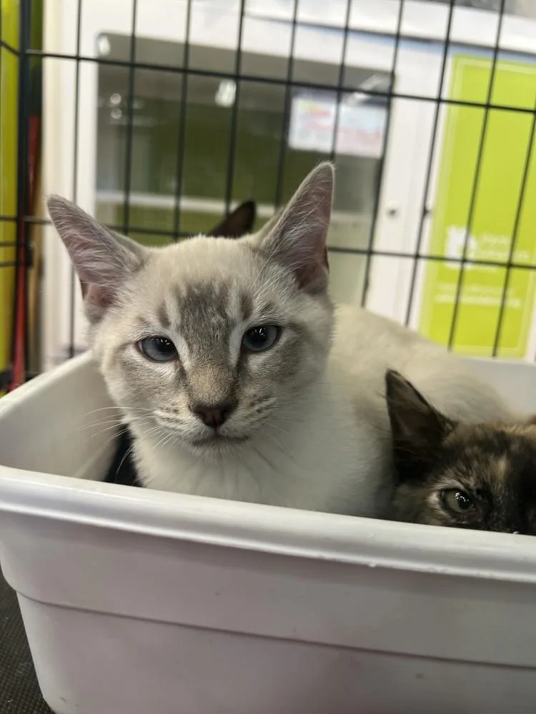 A baby small-sized male Domestic Short Hair cat named Sno Ball for adoption in Blanchard, OK