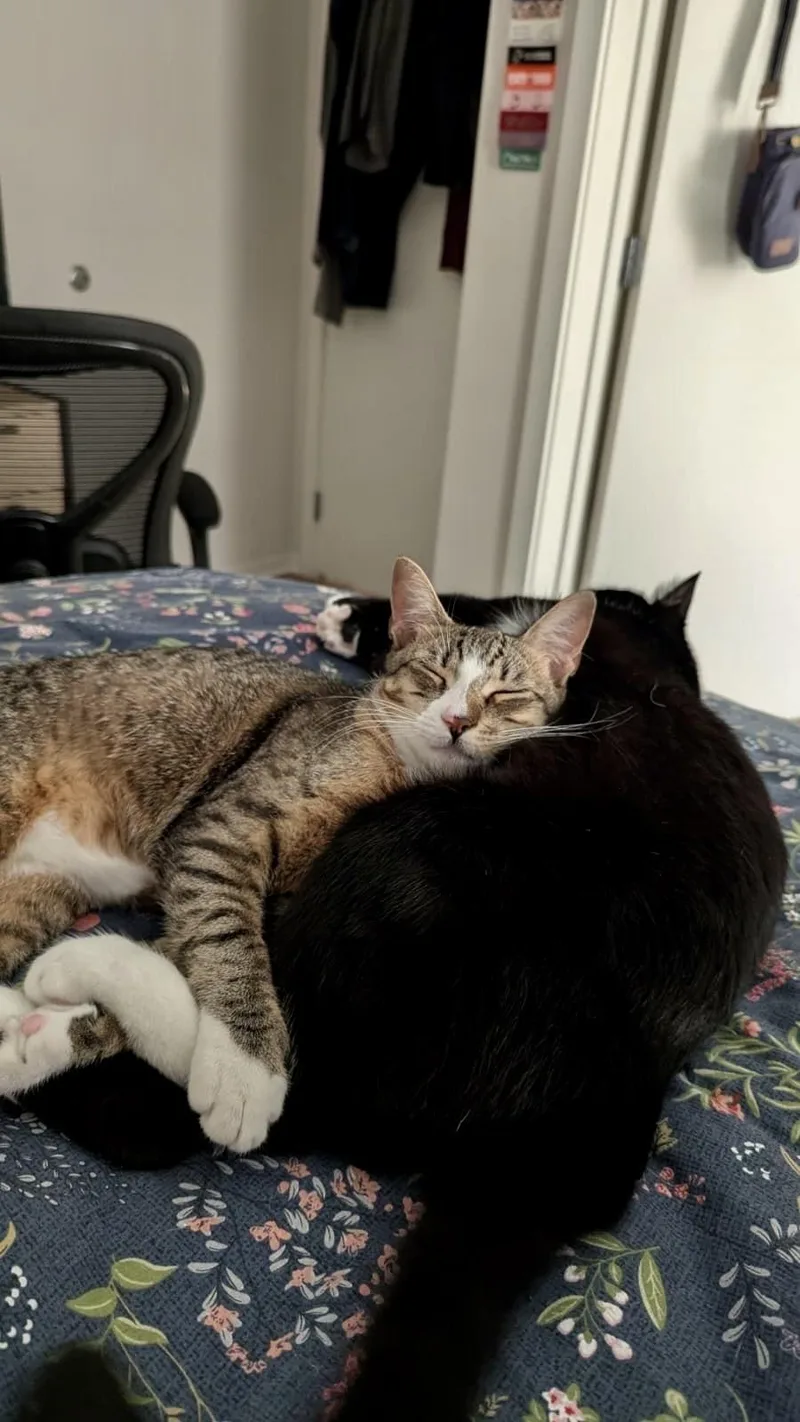 A young large-sized male Black & White / Tuxedo Domestic Short Hair cat named Geronimo and Poundcake for adoption in Seattle, WA
