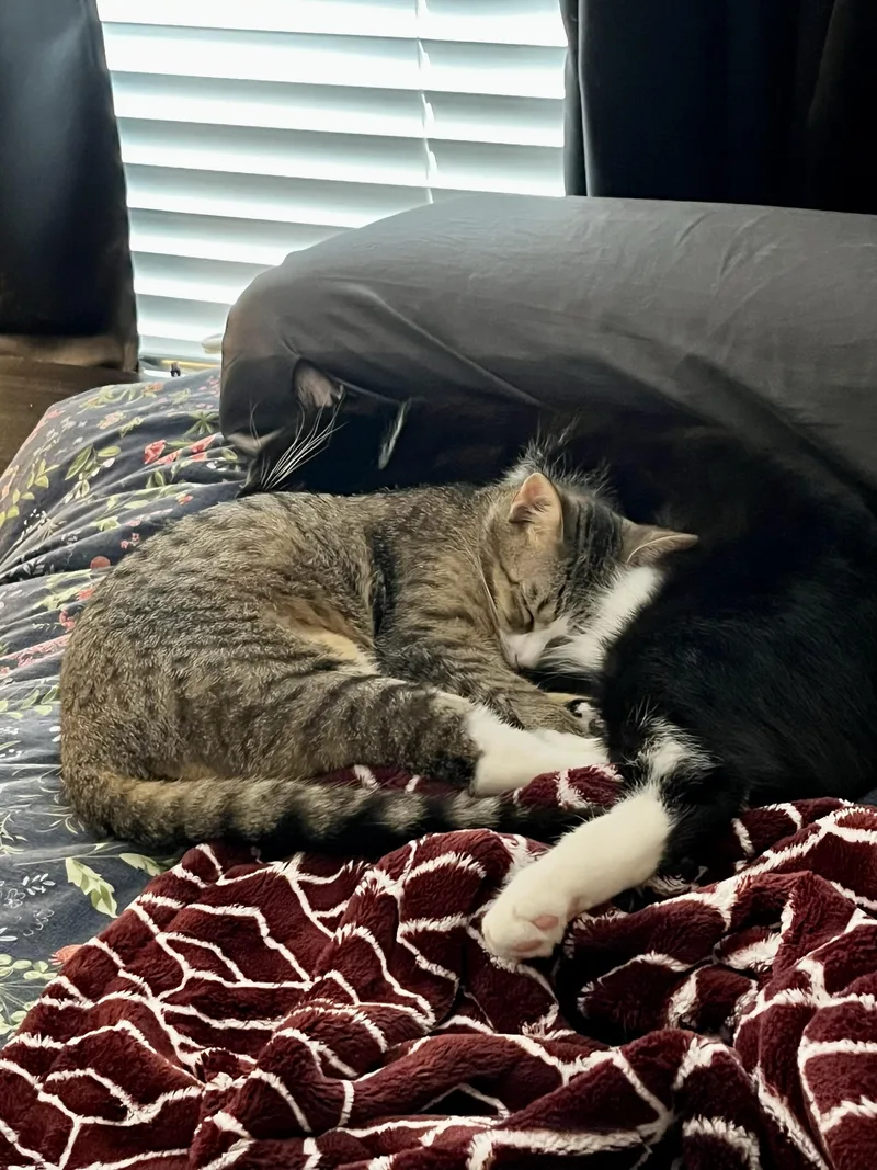 Geronimo and Poundcake thumbnail 2