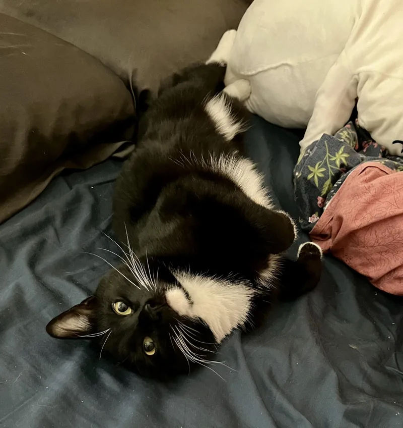 Geronimo and Poundcake thumbnail 3