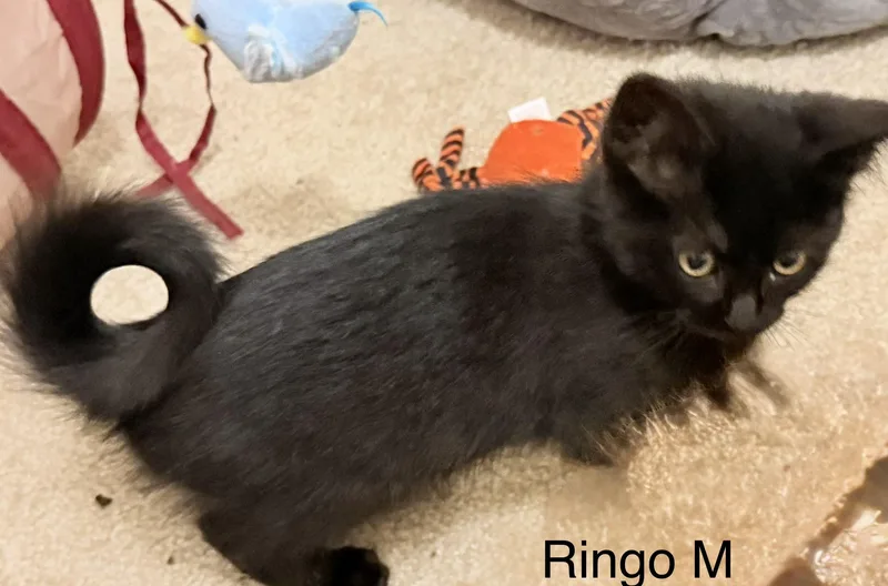 A baby medium-sized male Black Domestic Short Hair cat named Ringo for adoption in Blaine, MN