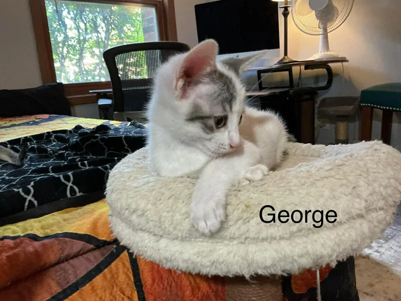 A baby small-sized male Domestic Short Hair cat named George for adoption in Crystal Lake, IL