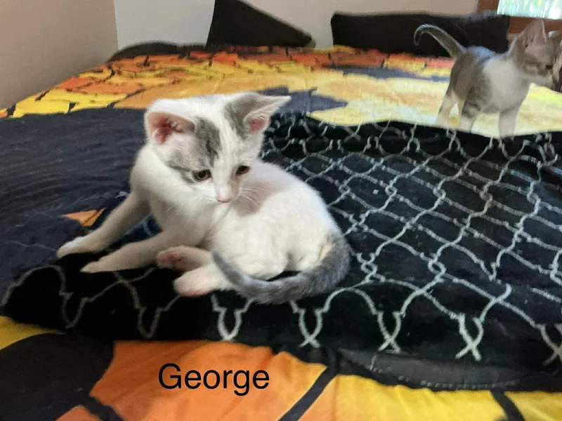 George thumbnail 2