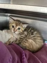 A young medium-sized female Dilute Calico Domestic Short Hair cat named Anika for adoption in Manitowoc, WI