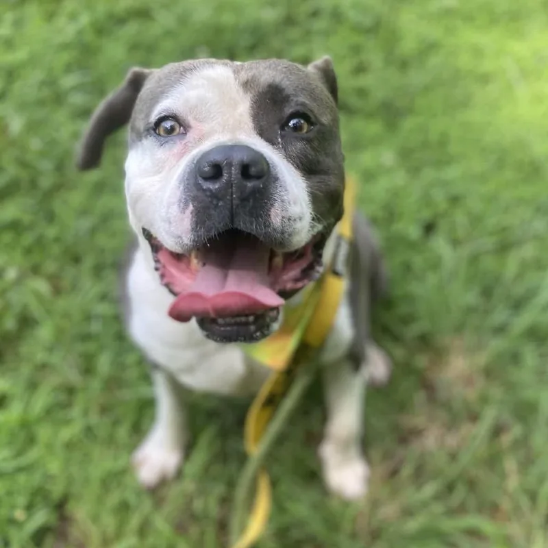 An adult medium-sized male Mixed Breed dog named Saturday for adoption in Greensboro, NC