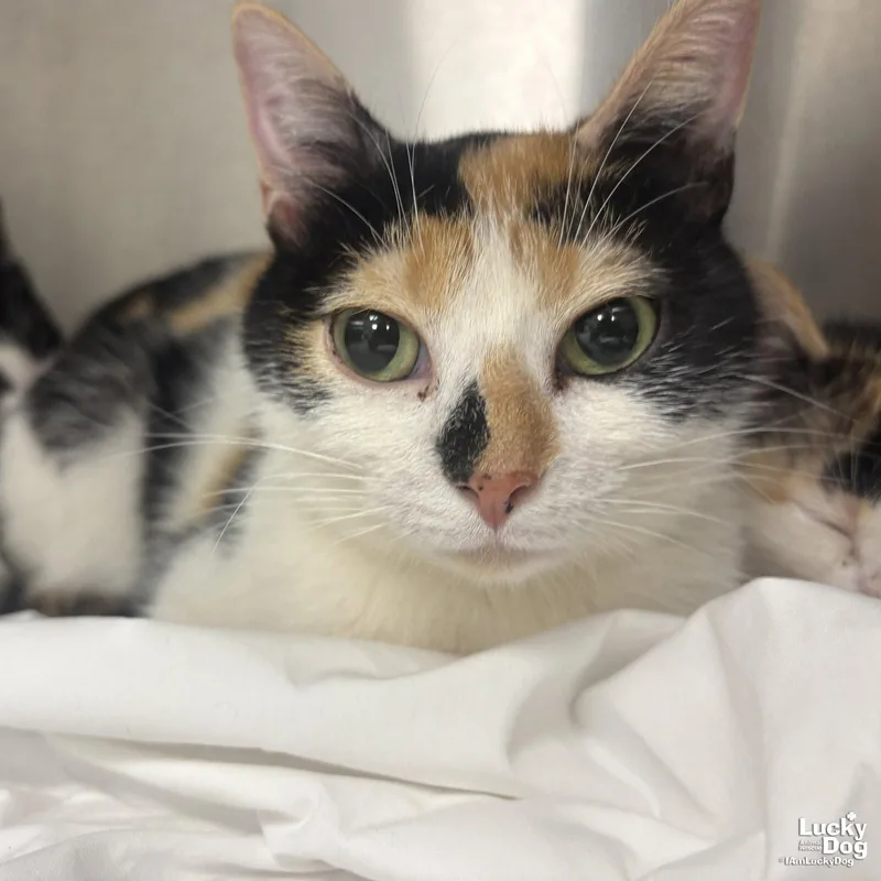 An adult medium-sized female Domestic Short Hair cat named Jacqueline for adoption in Washington, DC