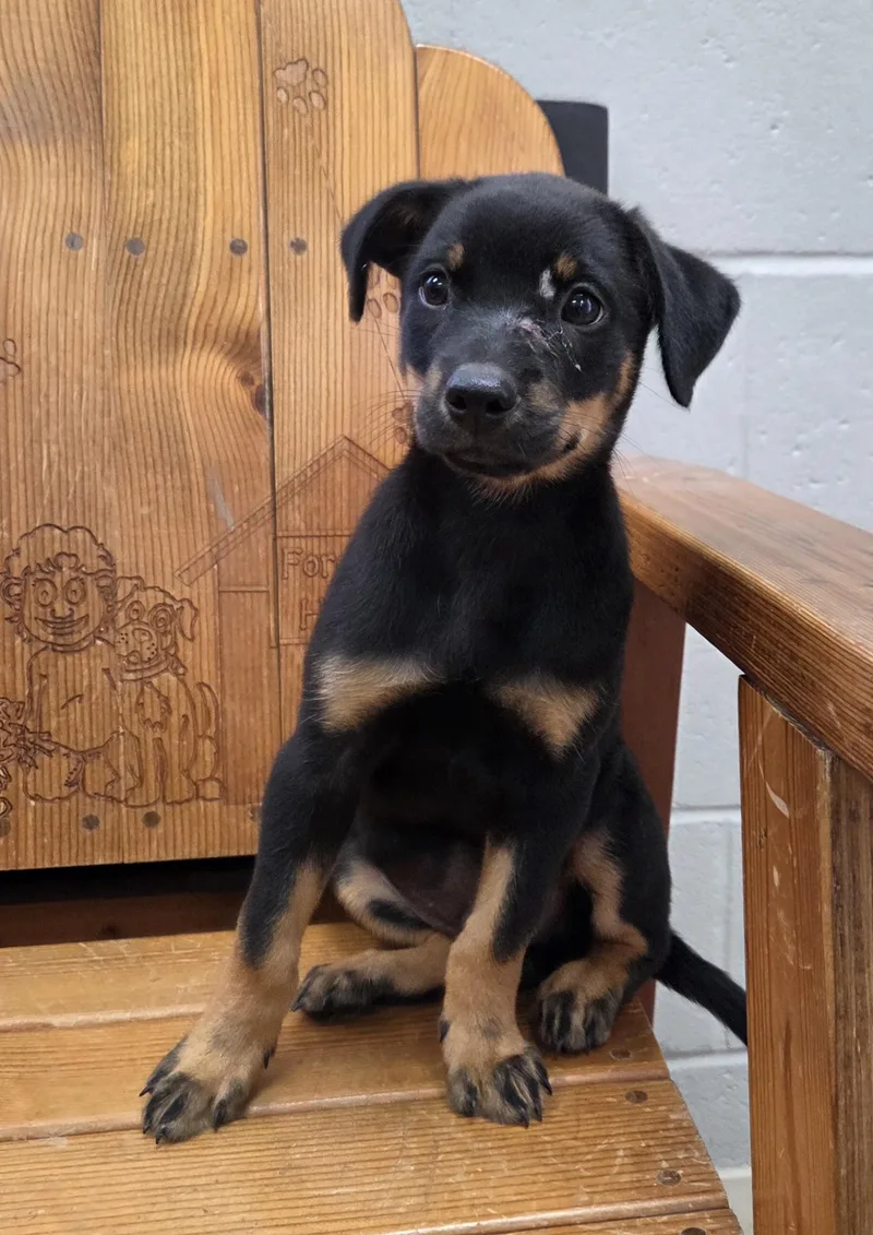 A baby medium-sized male Black German Shepherd Dog dog named Reno for adoption in Parsons, KS